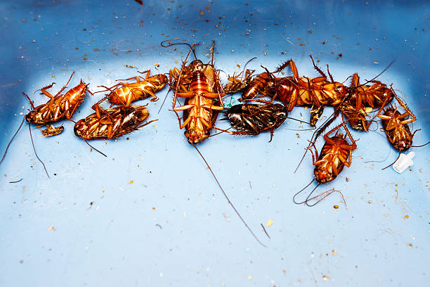 The results of a successful fumigation, a row of dead cockroaches of various sizes with feelers forlornly spread out around them.